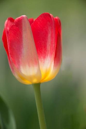 Bloom;Blossom;Close-up;Flower;Flowers;Lavender;Petal;Plant;Purple;botanical;bud;flora;tulip