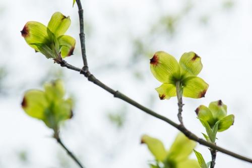 Bloom;Blossom;Blossoms;Botanical;Branches;Calm;Close-up;Dogwood;Floral;Floweret;Flowering;Flowers;Flowers & Plants;Healing;Health care;Healthcare;Looking up;Macro;Minimalism;Nature;Pastoral;Petal;Petals;Seasons;Spring;Springtime;Tree;bloom;botanicals;branch;flora;floral;flower;foliage;green;leaves;oneness;peaceful;plant;plants;restful;serene;soothing;tranquil;wildflower;zen