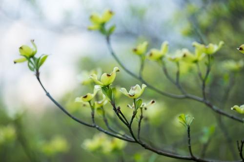 Bloom;Blossom;Blossoms;Botanical;Branches;Calm;Close-up;Dogwood;Floral;Floweret;Flowering;Flowers;Flowers & Plants;Healing;Health care;Healthcare;Looking up;Macro;Minimalism;Nature;Pastoral;Petal;Petals;Seasons;Spring;Springtime;Tree;bloom;botanicals;branch;flora;floral;flower;foliage;green;leaves;oneness;peaceful;plant;plants;restful;serene;soothing;tranquil;wildflower;zen