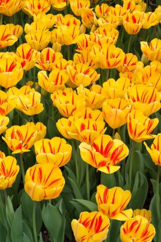 Bloom;Blossom;Blossoms;Botanical;Bud;Calm;Close-up;Floral;Floweret;Flowering;Flowers;Flowers & Plants;Gold;Healing;Health care;Healthcare;Macro;Nature;Pastoral;Petal;Yellow;bloom;botanicals;flora;floral;flower;green;oneness;orange;peaceful;plant;plants;red;restful;serene;soothing;tranquil;tulip;wildflower;zen