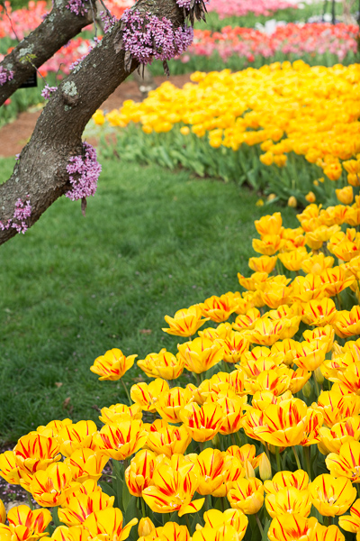 Bloom;Blossom;Blossoms;Botanical;Brown;Bud;Calm;Close-up;Concepts;Cool Colors;Cool Palette;Cool Tones;Floweret;Flowering;Flowers;Flowers & Plants;Gold;Green;Greens;Healing;Health care;Healthcare;Nature;Oneness;Pastoral;Petal;Pink;Plant;Sunlight;Sunshine;Warm Colors;Warm Palette;Warm Tones;Yellow;bloom;botanicals;color;flora;floral;flower;garden;green;landscape;orange;peaceful;plant;plants;purple;red;restful;serene;soothing;sunlit;tranquil;tulip;tulips;yellow;zen