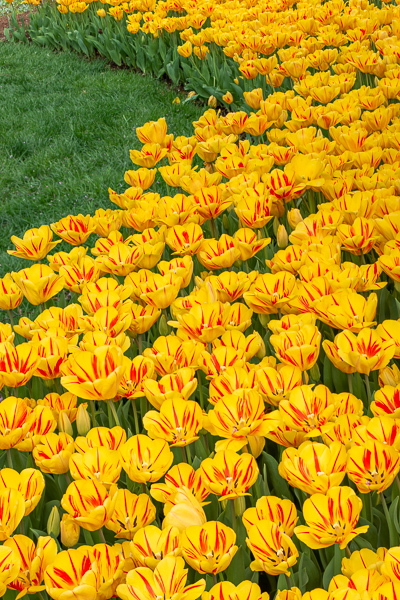 Bloom;Blossom;Blossoms;Botanical;Bud;Calm;Close-up;Concepts;Cool Colors;Cool Palette;Cool Tones;Flora;Floral;Flower;Floweret;Flowering;Flowers;Flowers & Plants;Green;Greens;Healing;Health care;Healthcare;Nature;Oneness;Pastoral;Petal;Plant;Sunlight;Sunshine;Yellow;bloom;color;flora;floral;flower;landscape;peaceful;plant;plants;restful;serene;soothing;sunlit;tranquil;zen