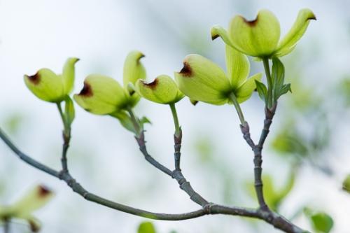 Bloom;Blossom;Blossoms;Botanical;Branches;Calm;Close-up;Dogwood;Floral;Floweret;Flowering;Flowers;Flowers & Plants;Healing;Health care;Healthcare;Looking up;Macro;Minimalism;Nature;Pastoral;Petal;Petals;Seasons;Spring;Springtime;Tree;bloom;botanicals;branch;flora;floral;flower;foliage;green;leaves;oneness;peaceful;plant;plants;restful;serene;soothing;tranquil;wildflower;zen