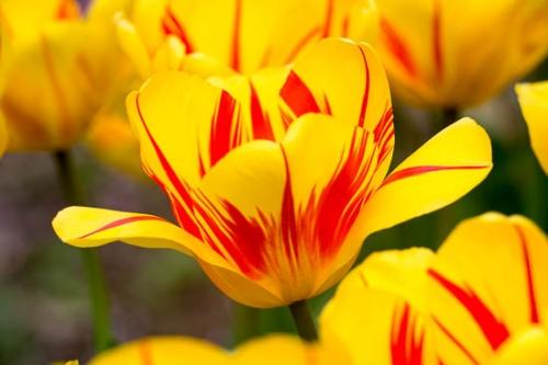 Bloom;Blossom;Blossoms;Close-up;Flower;Floweret;Flowering;Flowers;Oneness;Orange;Peaceful;Petal;Plant;Red;Yellow;bloom;botanical;bud;flora;floral;tulip;zen