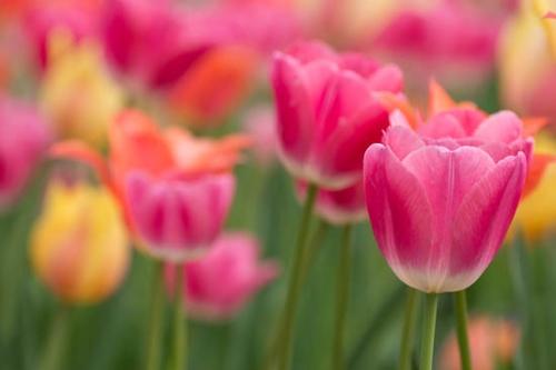 Bloom;Blossom;Close-up;Flower;Flowers;Petal;Plant;botanical;bud;flora;tulip