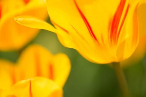 Bloom;Blossom;Close-up;Flower;Flowers;Petal;Plant;botanical;bud;flora;tulip