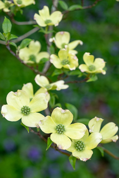 Bloom;Blossom;Blossoms;Botanical;Branches;Calm;Close-up;Dogwood;Floral;Floweret;Flowering;Flowers;Flowers & Plants;Healing;Health care;Healthcare;Macro;Nature;Pastoral;Petal;Plant;Tree;Yellow;bloom;botanicals;flora;floral;flower;green;landscape;oneness;peaceful;plant;plants;restful;serene;soothing;tranquil;zen