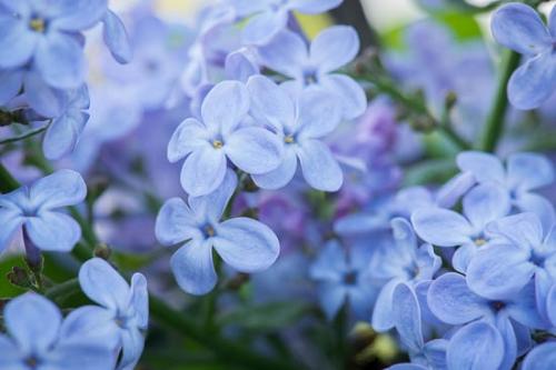Bloom;Blossom;Blossoms;Blue;Close-up;Flower;Floweret;Flowering;Flowers;Green;Oneness;Pastoral;Peaceful;Petal;Petals;bloom;flora;floral;lilac;zen