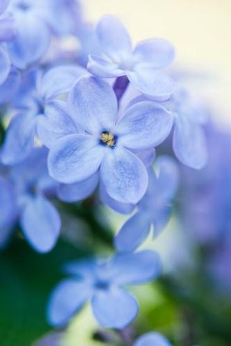 Bloom;Blossom;Blossoms;Blue;Close-up;Flower;Floweret;Flowering;Flowers;Green;Oneness;Pastoral;Petal;Petals;Yellow;bloom;flora;floral;lilac;zen