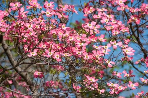 Bloom;Blossom;Blossoms;Blue;Botanical;Branches;Bud;Calm;Close-up;Floral;Floweret;Flowering;Flowers;Flowers & Plants;Healing;Health care;Healthcare;Leaf;Looking up;Macro;Nature;Pastoral;Petal;Petals;Pink;Seasons;Spring;Springtime;Tree;bloom;botanicals;branch;flora;floral;flower;foliage;green;leaves;oneness;peaceful;plant;plants;restful;serene;soothing;tranquil;tree limbs;trees;zen