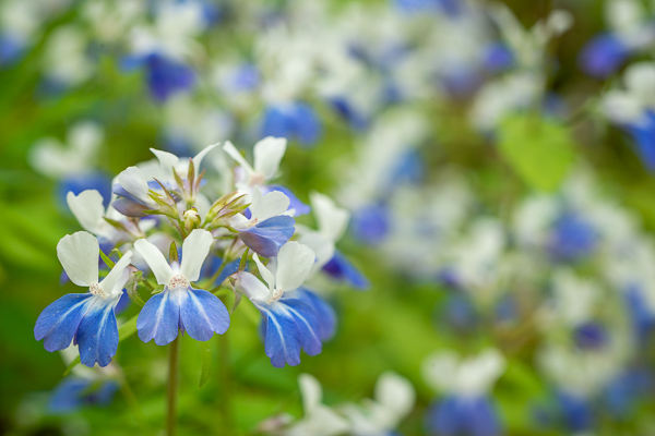 Bloom;Blossom;Blossoms;Blue;Blue-eyed Mary;Botanical;Calm;Close-up;Flora;Floral;Floweret;Flowering;Flowers;Flowers & Plants;Healing;Health care;Healthcare;Macro;Nature;Petal;Plant;Seasons;Spring;Springtime;Taylor Hollow;bloom;botanicals;flora;floral;flower;green;peaceful;restful;serene;soothing;tranquil;wildflower