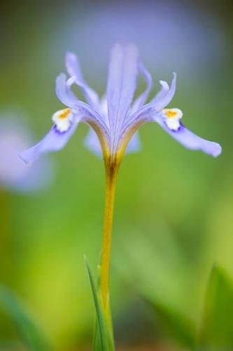 Bloom;Blossom;Blue;Close-up;Flower;Flowers;Green;Obed Wild and Scenic Riverway;Petal;Petals;Purple;Wildflower;Yellow;crested dwarf iris;dwarf crested iris;flora;obed;tulip