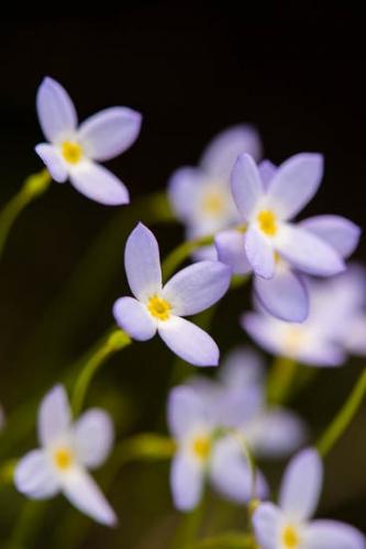 Bloom;Blossom;Blossoms;Blue;Bluets;Close-up;Floret;Flower;Floweret;Flowering;Flowers;Green;Obed Wild and Scenic Riverway;Petal;Petals;Purple;Wildflower;Yellow;artsite;bloom;flora;floral;obed;zen