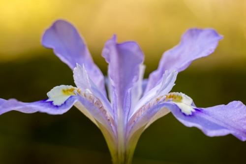 Bloom;Blossom;Blossoms;Botanical;Bud;Calm;Close-up;Floral;Floweret;Flowering;Flowers;Flowers & Plants;Gold;Healing;Health care;Healthcare;Iris cristata;Macro;Minimalism;Nature;Obed Wild and Scenic Riverway;Pastoral;Petal;Petals;Seasons;Spring;Springtime;Yellow;bloom;botanicals;crested dwarf iris;dwarf crested iris;flora;floral;flower;green;obed;oneness;orange;peaceful;plant;purple;restful;serene;soothing;tranquil;wildflower;zen