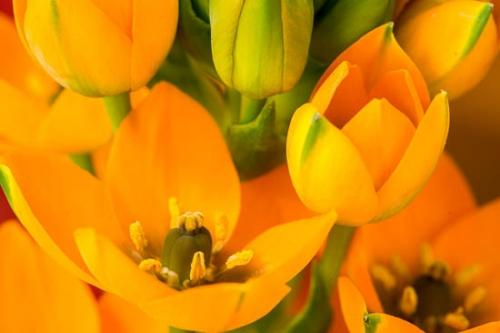 Bloom;Blossom;Blossoms;Botannicals;Close-up;Flower;Floweret;Flowering;Flowers;Green;Leaf;Oneness;Orange;Petal;Plant;bloom;botanical;bud;flora;floral;sun star flower;zen