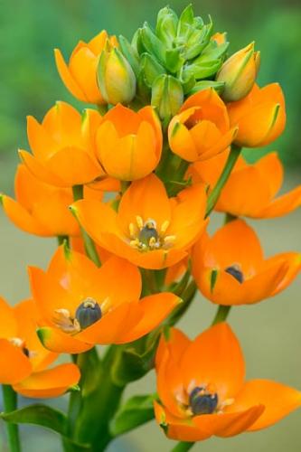 Bloom;Blossom;Blossoms;Botannicals;Close-up;Flower;Floweret;Flowering;Flowers;Green;Leaf;Oneness;Orange;Petal;Plant;bloom;botanical;bud;flora;floral;sun star flower;zen