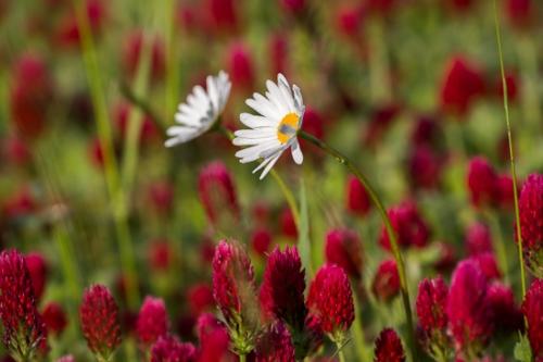 Bloom;Blossom;Blossoms;Botanical;Calm;Close-up;Clover;Daisies;Floral;Floweret;Flowering;Flowers;Flowers & Plants;Healing;Health care;Healthcare;Macro;Nature;Pastoral;Pink;Red Clover;Spring;Springtime;Stamen;bloom;botanicals;daisy;flora;floral;flower;grass;green;landscape;magenta;oneness;peaceful;plant;plants;red;restful;serene;soothing;tranquil;zen