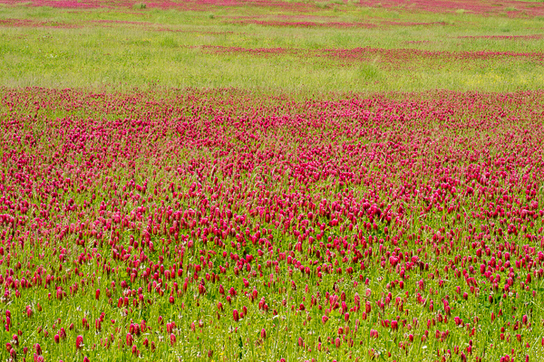 Abstract;Abstraction;Bloom;Blossom;Blossoms;Botanical;Calm;Close-up;Clover;Flora;Floral;Floweret;Flowering;Flowers;Flowers & Plants;Healing;Health care;Healthcare;Line;Minimalism;Nature;Pastoral;Petal;Pink;Plant;Red Clover;Shape;Sunlight;Sunshine;bloom;botanicals;field;flora;floral;flower;foliage;grass;green;landscape;magenta;oneness;pasture;pattern;peaceful;plants;red;restful;serene;soothing;sunlit;texture;tranquil;wildflower;zen