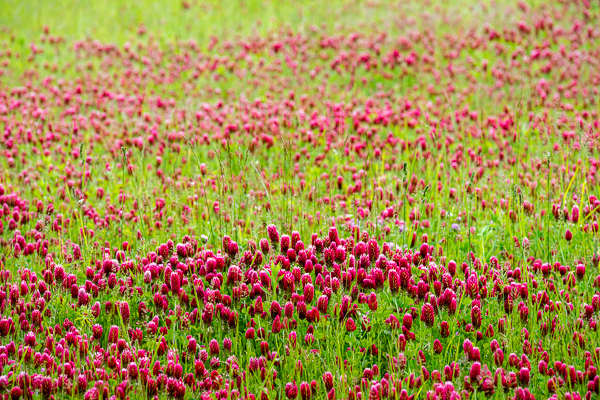 Abstract;Abstraction;Bloom;Blossom;Blossoms;Botanical;Calm;Close-up;Clover;Flora;Floral;Floweret;Flowering;Flowers;Flowers & Plants;Healing;Health care;Healthcare;Line;Minimalism;Nature;Pastoral;Petal;Pink;Plant;Red Clover;Shape;Sunlight;Sunshine;bloom;botanicals;field;flora;floral;flower;foliage;grass;green;landscape;magenta;oneness;pasture;pattern;peaceful;plants;red;restful;serene;soothing;sunlit;texture;tranquil;wildflower;zen