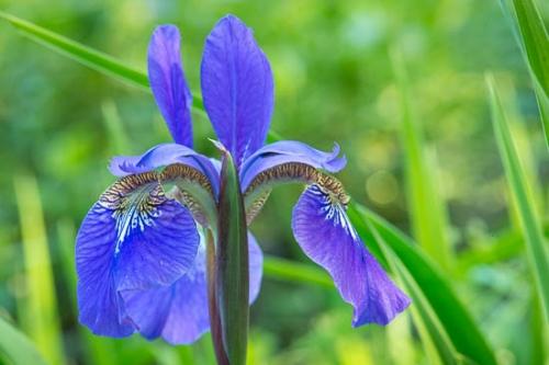 Bloom;Blossom;Blossoms;Blue;Botannicals;Close-up;Flower;Floweret;Flowering;Flowers;Green;Petal;Plant;Purple;bloom;botanical;flora;floral;iris