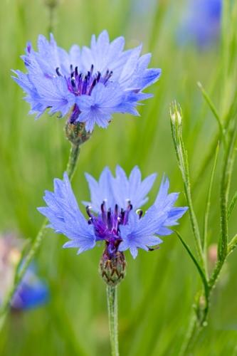 Bachelor Button;Bloom;Blossom;Blossoms;Blue;Botanical;Bud;Calm;Close-up;Floral;Floweret;Flowering;Flowers;Healing;Health care;Healthcare;Macro;Minimalism;Nature;Pastoral;Petal;bloom;botanicals;cornflower;flora;floral;flower;green;oneness;peaceful;plant;purple;restful;serene;soothing;tranquil;wildflower;zen