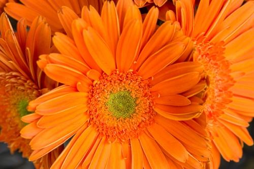 Bloom;Blossom;Blossoms;Bud;Calm;Close-up;Floral;Floweret;Flowering;Flowers;Flowers & Plants;Healing;Health care;Healthcare;Macro;Minimalism;Nature;Pastoral;Petal;Zinnia;bloom;flora;floral;flower;green;oneness;orange;peaceful;restful;serene;soothing;tranquil;wildflower;zen