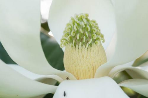 Bloom;Blossom;Blossoms;Close-up;Flower;Floweret;Flowering;Flowers;Healing;Health care;Healthcare;Magnolia;Oneness;Pastoral;Peaceful;Petal;Plant;White;bloom;botanical;botanicals;calm;flora;floral;restful;serene;soothing;tranquil;zen