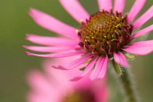 Bloom;Blossom;Blossoms;Botannicals;Brown;Close-up;Echinacea tennesseensis;Flower;Floweret;Flowering;Flowers;Green;Magenta;Oneness;Petal;Pink;Plant;Stamen;Tennessee Coneflower;Wildflower;bloom;botanical;flora;floral;zen