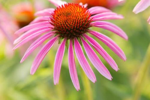 Bloom;Blossom;Blossoms;Close-up;Flower;Floweret;Flowering;Flowers;Green;Healing;Health care;Healthcare;Macro;Magenta;Nature;Oneness;Orange;Pastoral;Peaceful;Petal;Pink;Purple Coneflower;Red;bloom;calm;flora;floral;restful;serene;soothing;tranquil;zen
