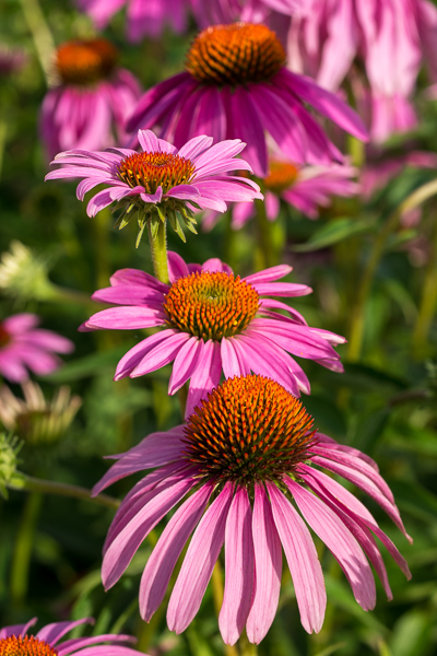 Bloom;Blossom;Blossoms;Botanical;Calm;Close-up;Flora;Floral;Floret;Floweret;Flowering;Flowers;Flowers & Plants;Healing;Health care;Healthcare;Macro;Minimalism;Nature;Pastoral;Petal;Petals;Pink;Plant;Purple Coneflower;Sunlight;Sunshine;bloom;botanicals;flora;floral;flower;green;oneness;orange;peaceful;plants;restful;serene;soothing;sunlit;tranquil;zen