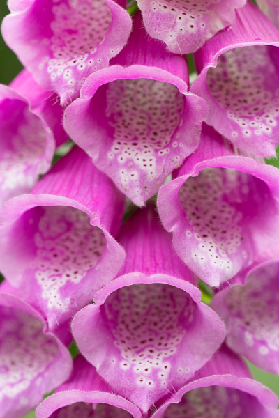 Abstract;Abstraction;Bloom;Blossom;Blossoms;Botanical;Calm;Close-up;Digitalis purpurea;Drift Creek Wilderness;Flora;Floral;Floweret;Flowering;Flowers;Foxglove;Healing;Health care;Healthcare;Line;Macro;Nature;Oregon;Pastoral;Petal;Petals;Pink;Plant;Shape;United States;bloom;common foxglove;flora;floral;flower;foxglove;lady's glove;magenta;oneness;pattern;peaceful;plant;plants;purple foxglove;restful;serene;soothing;tranquil;wildflower;zen