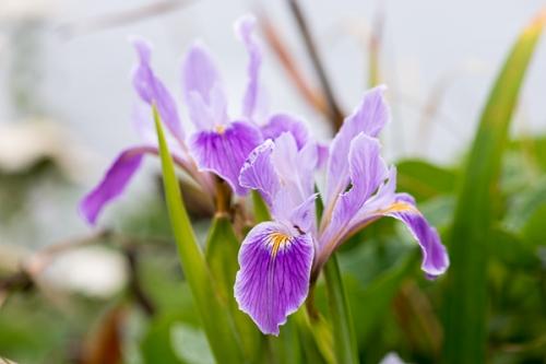 Bloom;Blossom;Blossoms;Botanical;Bud;Calm;Close-up;Floral;Floweret;Flowering;Flowers;Flowers & Plants;Healing;Health care;Healthcare;Lavender;Macro;Minimalism;Nature;Pastoral;Petal;Pink;Yellow;bloom;botanicals;flora;floral;flower;green;iris;oneness;orange;peaceful;plant;purple;restful;serene;soothing;tranquil;wildflower;zen