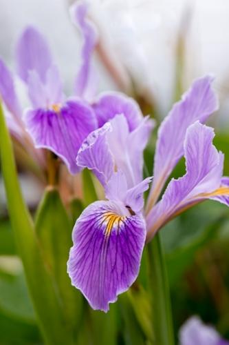 Blossom;Blossoms;Calm;Floweret;Flowering;Flowers;Healing;Health care;Healthcare;bloom;flora;floral;flower;iris;peaceful;restful;serene;soothing;tranquil