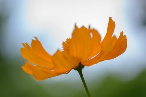 Bloom;Blossom;Blossoms;Blue;Botanical;Calm;Close-up;Cosmos;Floral;Floweret;Flowering;Flowers;Flowers & Plants;Healing;Health care;Healthcare;Looking up;Macro;Minimalism;Nature;Pastoral;Petal;bloom;botanicals;flora;floral;flower;green;oneness;orange;peaceful;plants;restful;serene;soothing;tranquil;zen