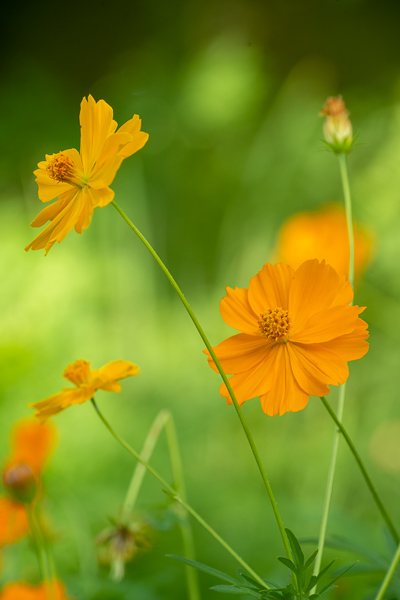 Bloom;Blossom;Blossoms;Botanical;Calm;Close-up;Cosmos;Cosmos Flowers;Floral;Floweret;Flowering;Flowers;Flowers & Plants;Healing;Health care;Healthcare;Image type;Macro;Minimalism;Nature;Pastoral;Petal;Photo specs;Plant;Sunlight;Sunshine;Yellow;bloom;botanicals;flora;floral;flower;green;oneness;orange;peaceful;plant;plants;restful;serene;soothing;sunlit;tranquil;zen