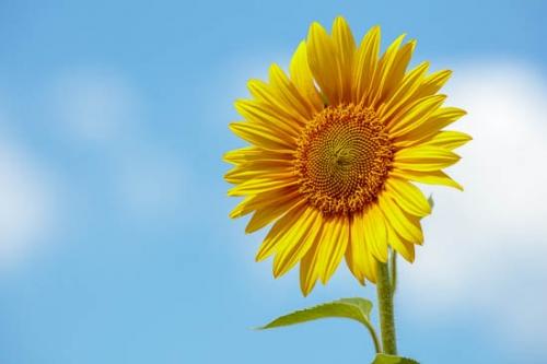 Bloom;Blossom;Blossoms;Blue;Close-up;Cloud;Cloud Formation;Clouds;Flower;Floweret;Flowering;Flowers;Flowers & Plants;Gold;Green;Healing;Health care;Healthcare;Macro;Modern;Nature;Ohio;Oneness;Orange;Pastoral;Peaceful;Petal;Plant;Sky;Sunflower;Yellow;bloom;botanical;botanicals;calm;contemporary;contemporary art;flora;floral;modern art;restful;serene;soothing;tranquil;zen