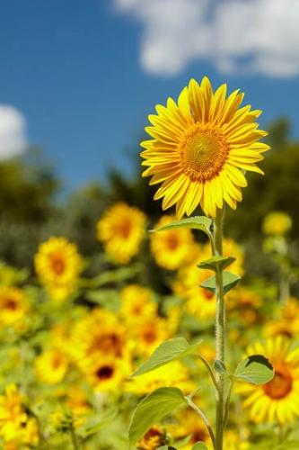 Bloom;Blossom;Blossoms;Blue;Close-up;Cloud;Flower;Floweret;Flowering;Flowers;Gold;Green;Image type;Ohio;Oneness;Orange;Petal;Petals;Photo specs;Plant;Sunflower;Wildflower;Yellow;bloom;botanical;couds;flora;floral;vegetation