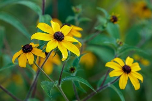 Black-eyed Susan;Bloom;Blossom;Blossoms;Botanical;Brown;Bud;Calm;Close-up;Floral;Floweret;Flowering;Flowers;Flowers & Plants;Gold;Healing;Health care;Healthcare;Leaf;Macro;Nature;Ohio;Pastoral;Petal;Yellow;bloom;botanicals;flora;floral;flower;green;leaves;oneness;peaceful;plant;restful;serene;soothing;tranquil;wildflower