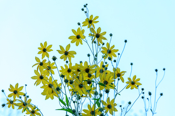 Bloom;Blossom;Blossoms;Blue;Botanical;Bud;Calm;Close-up;Flora;Floral;Floweret;Flowering;Flowers;Flowers & Plants;Healing;Health care;Healthcare;Leaf;Looking up;Macro;Minimalism;Nature;Ohio;Pastoral;Petal;Petals;Plant;Sunlight;Sunshine;United States;Yellow;bloom;botanicals;flora;floral;flower;foliage;green;leaves;oneness;peaceful;plants;restful;serene;silhouette;soothing;sunlit;tranquil;wildflower;zen