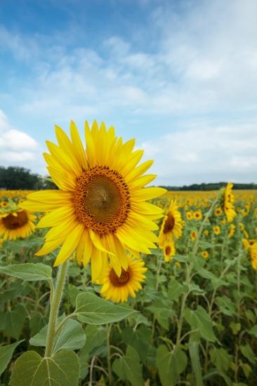 Bloom;Blossom;Blossoms;Blue;Calm;Cloud;Cloud Formation;Clouds;Floral;Floweret;Flowering;Flowers;Flowers & Plants;Gold;Healing;Health care;Healthcare;Nature;Pastoral;Petal;Sunflower;Sunlight;Sunshine;Weather;Yellow;bloom;field;flora;floral;flower;green;landscape;oneness;orange;peaceful;restful;serene;sky;soothing;sunlit;tranquil;wildflower;zen