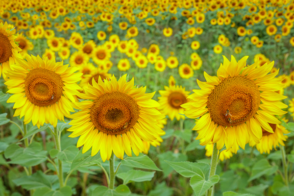 Bloom;Blossom;Blossoms;Blue;Botanical;Calm;Close-up;Cloud;Cloud Formation;Flora;Floral;Floweret;Flowering;Flowers;Flowers & Plants;Forest;Gold;Healing;Health care;Healthcare;Macro;Nature;Pastoral;Petal;Sunflower;Yellow;bloom;field;flora;floral;flower;green;landscape;orange;peaceful;plants;restful;serene;sky;soothing;tranquil;trees;wildflower;zen