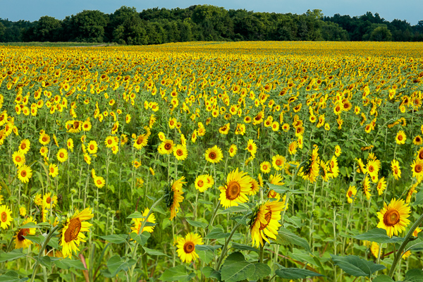 Bloom;Blossom;Blossoms;Blue;Botanical;Calm;Cloud;Cloud Formation;Flora;Floral;Floweret;Flowering;Flowers;Forest;Gold;Healing;Health care;Healthcare;Nature;Pastoral;Petal;Sunflower;Yellow;bloom;field;flora;floral;flower;green;landscape;orange;peaceful;plants;restful;serene;sky;soothing;tranquil;trees;wildflower;zen