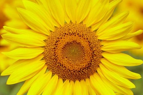 Bloom;Blossom;Close-up;Flower;Flowering;Orange;Petal;Sunflower;Wildflower;Yellow;botanical;flora;floral