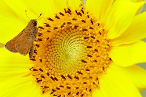 Bloom;Blossom;Blossoms;Botanical;Butterfly;Calm;Floral;Floweret;Flowering;Flowers;Flowers & Plants;Gold;Healing;Health care;Healthcare;Macro;Minimalism;Nature;Pastoral;Petal;Petals;Sunflower;Yellow;bloom;botanicals;bug;flora;floral;flower;insect;oneness;peaceful;plants;restful;serene;skipper;soothing;tranquil;wildflower;zen