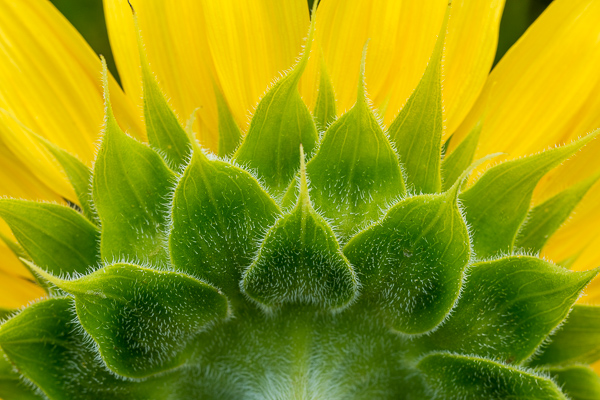 Bloom;Blossom;Blossoms;Botanical;Calm;Close-up;Floral;Floweret;Flowering;Flowers;Hairy;Healing;Health care;Healthcare;Leaf;Macro;Minimalism;Nature;Pastoral;Petal;Stem;Sunflower;Sunlight;Sunshine;Yellow;bloom;botanicals;flora;floral;flower;green;oneness;peaceful;plant;restful;serene;soothing;sunlit;tranquil;wildflower;zen