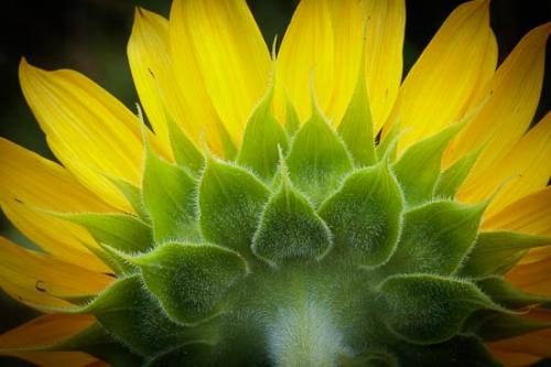 Bloom;Blossom;Botannicals;Close-up;Elowers;Flower;Green;Hairy;Leaf;Petal;Plant;Sunflower;Wildflower;Yellow;botanical;flora;stem;zen