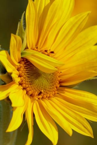 Bloom;Blossom;Blossoms;Botanical;Calm;Close-up;Floral;Floweret;Flowering;Flowers;Flowers & Plants;Healing;Health care;Healthcare;Macro;Nature;Pastoral;Petal;Petals;Sunflower;Yellow;bloom;botanicals;flora;floral;flower;green;oneness;orange;peaceful;plant;restful;serene;soothing;tranquil;wildflower;zen