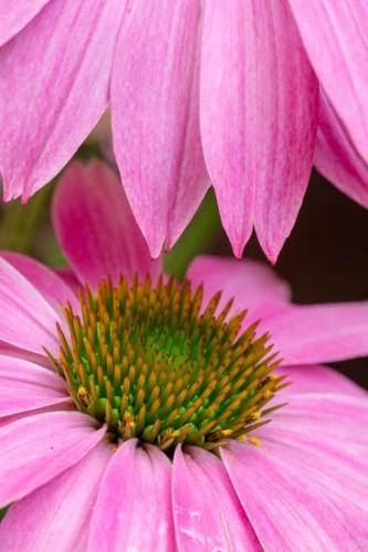 Bloom;Blossom;Blossoms;Close-up;Echinacea purpurea;Flower;Floweret;Flowering;Flowers;Green;Magenta;Petal;Petals;Pink;Plant;Purple;Purple Coneflower;bloom;botanical;botanicals;flora;floral