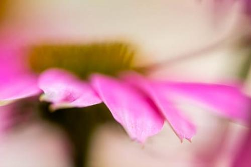 Bloom;Blossom;Close-up;Echinacea purpurea;Flower;Flowering;Flowers;Green;Magenta;Petal;Petals;Pink;Plant;Purple;Purple Coneflower;botanical;botanicals;flora