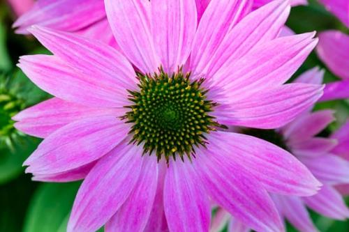 Bloom;Blossom;Close-up;Echinacea purpurea;Flower;Flowering;Flowers;Green;Magenta;Petal;Petals;Pink;Plant;Purple;Purple Coneflower;botanical;botanicals;flora